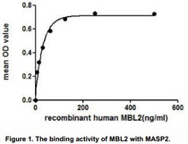 MBL2 (Mannose-binding protein C) is a calcium-dependent lectin involved in innate immune defense, which binds mannose, fucose and N-acetylglucosamine on different microorganisms, therefore results in activation of the lectin pathway of the complement system. It has been proven that MASP-2 (Mannan-binding lectin serine protease 2) forms complexes with the pattern recognition molecules MBL2, triggers the activation of the complement system. Thus, a functional binding ELISA assay was constructed to detect the association of rhMBL2 with MASP2. Briefly, rhMBL2 were diluted serially in 10mM Tris-HCl, 1M NaCl, 5mM CaCl2, and 0.05%Triton X-100 (pH 7.4). Duplicate samples of 100uL were then transferred to MASP2-coated microtiter wells and incubated for 2h at 37oC. Wells were washed with PBST and incubated for 1h with anti-MBL2 mAb, then aspirated and washed 3 times. After incubation with HRP labeled secondary antibody, wells were aspirated and washed 3 times. With the addition of substrate solution , wells were incubated for 15-25 minutes at 37oC. Finally, add 50µL stop solution to the wells and read at 450nm immediately. The binding activity of MBL2 with MASP2 was shown in Figure 1 and this effect was in a dose dependent manner.