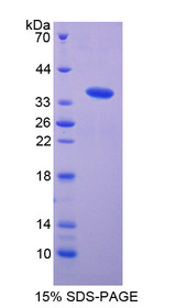 Figure 1. SDS-PAGE