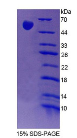 Figure 1. SDS-PAGE