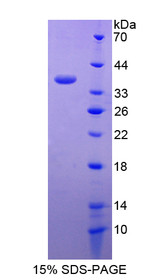 Figure 1. SDS-PAGE