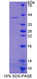 Figure 1. SDS-PAGE