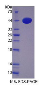 Figure 1. SDS-PAGE