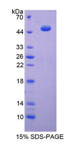 Figure 1. SDS-PAGE