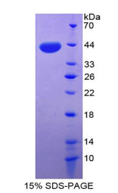 Figure 1. SDS-PAGE