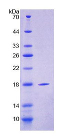 Figure 1. SDS-PAGE