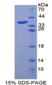 Figure 1. SDS-PAGE