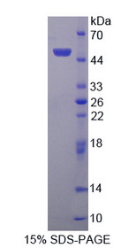 Figure 1. SDS-PAGE