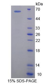 Figure 1. SDS-PAGE