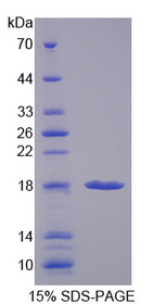 Figure 1. SDS-PAGE