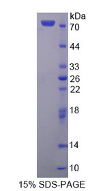 Figure 1. SDS-PAGE