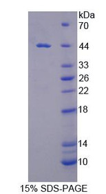 Figure 1. SDS-PAGE