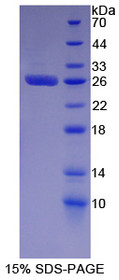 Figure 1. SDS-PAGE