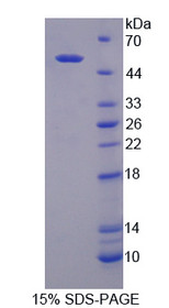 Figure 1. SDS-PAGE