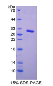 Figure 1. SDS-PAGE