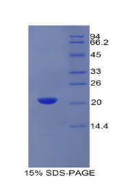 Figure 1. SDS-PAGE