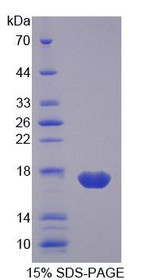 Figure 1. SDS-PAGE