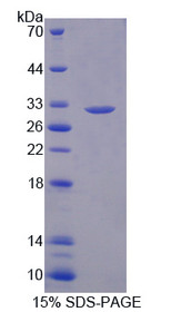 Figure 1. SDS-PAGE