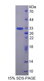Figure 1. SDS-PAGE