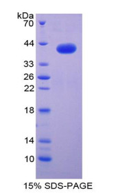 Figure 1. SDS-PAGE