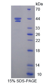 Figure 1. SDS-PAGE