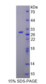 Figure 1. SDS-PAGE