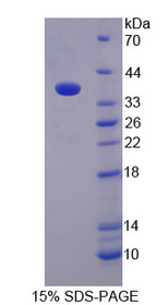 Figure 1. SDS-PAGE
