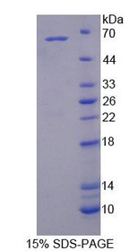 Figure 1. SDS-PAGE