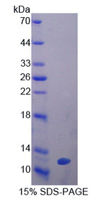 Figure 1. SDS-PAGE