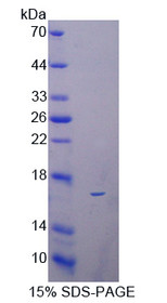 Figure 1. SDS-PAGE