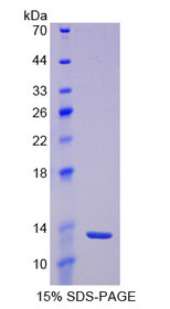 Figure 1. SDS-PAGE