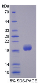 Figure 1. SDS-PAGE