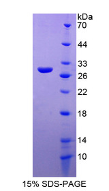 Figure 1. SDS-PAGE