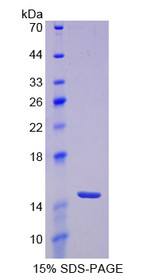 Figure 1. SDS-PAGE