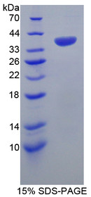 Figure 1. SDS-PAGE
