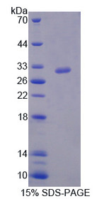 Figure 1. SDS-PAGE