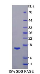 Figure 1. SDS-PAGE