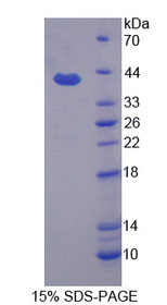 Figure 1. SDS-PAGE