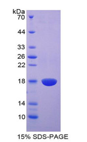 Figure 1. SDS-PAGE
