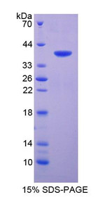 Figure 1. SDS-PAGE