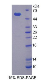 Figure 1. SDS-PAGE