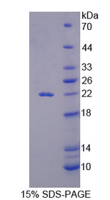 Figure 1. SDS-PAGE