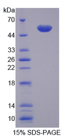 Figure 1. SDS-PAGE