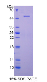 Figure 1. SDS-PAGE