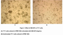 TF-1, the human erythroleukemia cell line,provides a good system for detecting the activity of GM-CSF for it is a cell line of immature erythroid origin that completely depends on interleukin 3 (IL-3) or granulocyte-macrophage colony-stimulating factor (GM-CSF) for long term growth. As reported, GM-CSF was also able to induce differentiation of human monoblastic leukemia cell line U937. In house data was obtained by the following experiment: TF-1 cells and U937 cells were incubated in the presence of various concentrations of rhGM-CSF, then cells were observed by inverted microscope everyday . Cell proliferation of TF1 cells after incubation with GM-CSF (10ng/mL) for 3 days was shown in Figure 1.