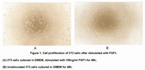 Active Fibroblast Growth Factor 1, Acidic (FGF1), RPU54849