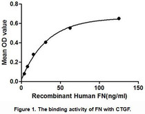 Fibronectin (FN) is a high-molecular weight (~440kDa) glycoprotein of the extracellular matrix that binds to membrane-spanning receptor proteins called integrins. Fibronectins bind cell surfaces and various compounds including collagen, fibrin, heparin, DNA, and actin. Fibronectin has numerous functions. For example, it involved in cell adhesion, cell motility, opsonization, wound healing, maintenance of cell shape, and so on. Besides, Connective Tissue Growth Factor (CTGF) has been identified as an interactor of FN, thus a binding ELISA assay was conducted to detect the interaction of recombinant human FN and recombinant human CTGF. Briefly, FN were diluted serially in PBS, with 0.01% BSA (pH 7.4). Duplicate samples of 100uL were then transferred to CTGF-coated microtiter wells and incubated for 2h at 37℃. Wells were washed with PBST and incubated for 1h with anti-FN pAb, then aspirated and washed 3 times. After incubation with HRP labelled secondary antibody, wells were aspirated and washed 3 times. With the addition of substrate solution, wells were incubated 15-25 minutes at 37℃. Finally, add 50µL stop solution to the wells and read at 450nm immediately. The binding activity of of FN and CTGF was shown in Figure 1, and this effect was in a dose dependent manner.