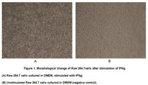 Interferon gamma (IFNγ) is a dimerized soluble cytokine that is the only member of the type II class of interferons. The importance of IFNγ in the immune system stems in part from its ability to inhibit viral replication directly, and most importantly from its immunostimulatory and immunomodulatory effects. It has been reported that IFN-γ promotes production of inducible Nitric Oxide Synthase (iNOS) in macrophages as an important activator. After stimulated with IFN-γ, morphological changes will occur in murine macrophage cell line (Raw 264.7 cells), and inducible nitric-oxide synthase (iNOS) in the cells will increase. Raw 264.7 cells were incubated in DMEM with IFN-γ (10ng/mL) for 24h, then cells were observed by inverted microscope and iNOS in cell lysates was detected by ELISA. Effect of IFN-γ on morphological change of Raw 246.7 cells was shown in Figure 1.