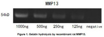 Matrix Metalloproteinase 13 (MMP13) is a member of the matrix metalloproteinase (MMP) family. MMP13 has been proposed to participate in aggrecan degradation associated with osteoarthritis and cleavage of type II collagen in osteoarthritic cartilage explants and in tumor progression and metastasis. In addition, it can cleave type I, III, IV, IX, X and XIV collagens and fibronectin. MMP13 is likely to play a crucial role in the modulation of extracellular matrix degradation and cell-matrix interactions. Although gelatin zymography is mainly used for the detection of the MMP2 and MMP9, it also can be used for MMP13 dection. Briefly, various concentrations of MMP13 (1000ng, 500ng, 250ng, 125ng) were denatured by SDS loading buffer, electrophoresed through sodium dodecylsulphat- polyacrylamide gel (SDS-PAGE; 10% gels) containing gelatin (1mg/mL) with nonreducing conditions. After renaturation, incubation and CCB-stained, active MMP13 would hydrolyze gelatin nearby, which was indicated by the white bands on the gel. In this experiment we use heat-denatured MMP13 protein as negative control, and blood sample as positive control. Result: Gelatin hydrolysis by recombinant rat MMP13 was shown in figure 1.