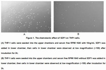 Active Stromal Cell Derived Factor 1 (SDF1), RPU54874