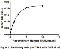 Protein TRAIL (TNF-Related Apoptosis-Inducing Ligand) is a cytokine that belongs to the tumor necrosis factor (TNF) ligand family. TRAIL induces apoptosis in transformed and tumor cells. This protein binds to several members of TNF receptor superfamily including TNFRSF10B/TRAILR2. Thus a binding ELISA assay was conducted to detect the interaction of TRAIL and TNFRSF10B. Briefly, recombinant human TRAIL were diluted serially in PBS, with 0.01%BSA (pH 7.4). Duplicate samples of 100uL were then transferred to TNFRSF10B-coated microtiter wells and incubated for 2h at 37°C. Wells were washed with PBST and incubated for 1h with anti-TRAIL pAb, then aspirated and washed 3 times. After incubation with HRP labelled secondary antibody, wells were aspirated and washed 3 times. With the addition of substrate solution, wells were incubated 15-25 minutes at 37°C. Finally, add 50µL stop solution to the wells and read at 450nm immediately. The binding activity of TRAIL and TNFRSF10B was shown in Figure 1, and this effect was in a dose dependent manner.